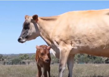 სურსათის ეროვნული სააგენტო შინაურ ცხოველთა პროფილაქტიკურ ვაქცინაციას ახორციელებს