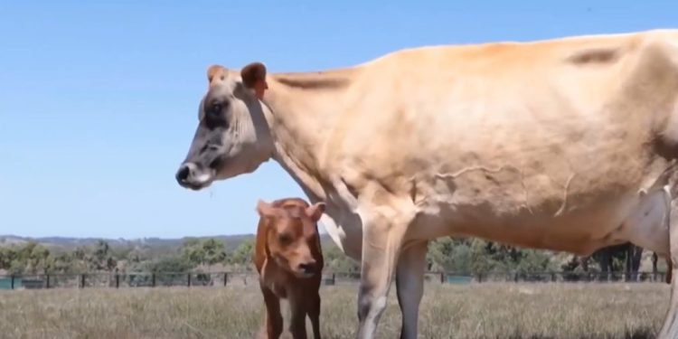 სურსათის ეროვნული სააგენტო შინაურ ცხოველთა პროფილაქტიკურ ვაქცინაციას ახორციელებს