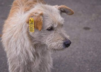 სიცოცხლისთვის მებრძოლი ცხოველები