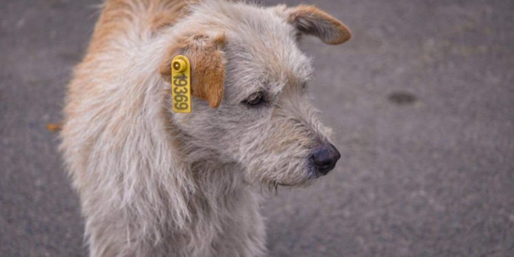 სიცოცხლისთვის მებრძოლი ცხოველები