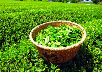 2021 წელს საქართველომ ჩაის ექსპორტით $4.7 მლნ-ის შემოსავალი მიიღო