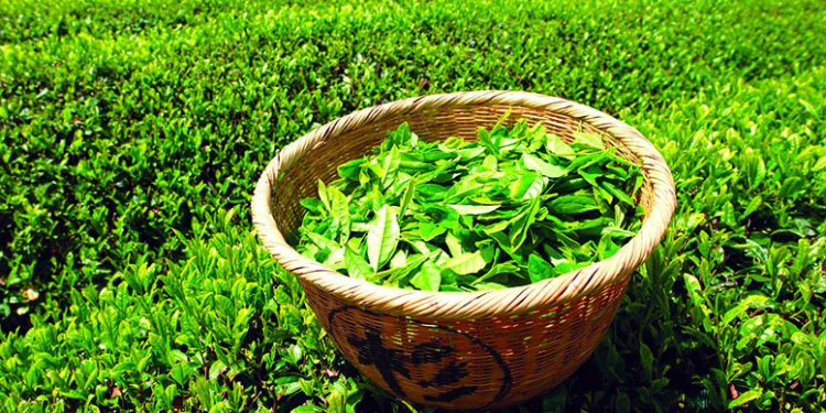 2021 წელს საქართველომ ჩაის ექსპორტით $4.7 მლნ-ის შემოსავალი მიიღო