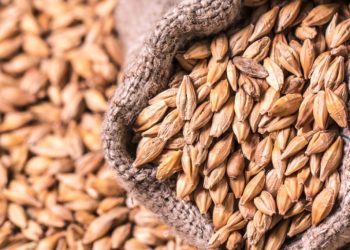 სომხეთმა ხორბლის, წიწიბურის, სიმინდის, ქერისა და მსეზუმზირას თესლის ექსპორტი აკრძალა