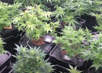 ვიდეო – მარიხუანის დათესვა-მოყვანისა და კულტივირების ბრალდებით 3 პირი დააკავეს