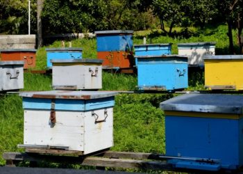 ერთ სკაზე 1 ლარი – ტყეში სკების განთავსება ფასიანი გახდა