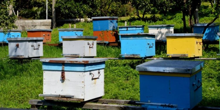 ერთ სკაზე 1 ლარი – ტყეში სკების განთავსება ფასიანი გახდა