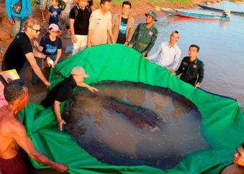 კამბოჯაში მსოფლიოში უდიდესი მტკნარი წყლის თევზი დაიჭირეს