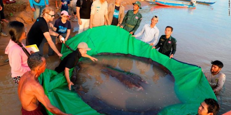 კამბოჯაში მსოფლიოში უდიდესი მტკნარი წყლის თევზი დაიჭირეს