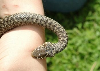 მარნეულში გველმა ორი ბავშვი დაკბინა