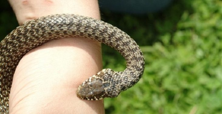 მარნეულში გველმა ორი ბავშვი დაკბინა