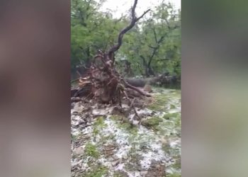 მოგლეჯილი ხეები, დატბორილი გზები და განადგურებული მოსავალი – სტიქია რაჭაში