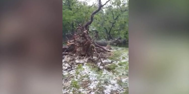 მოგლეჯილი ხეები, დატბორილი გზები და განადგურებული მოსავალი – სტიქია რაჭაში