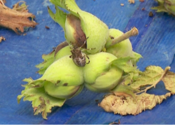 ფაროსანა გააქტიურდა – ამინდის ცვლილებასთან ერთად თხილის პლანტაციებში მავნებელი მომრავლდა