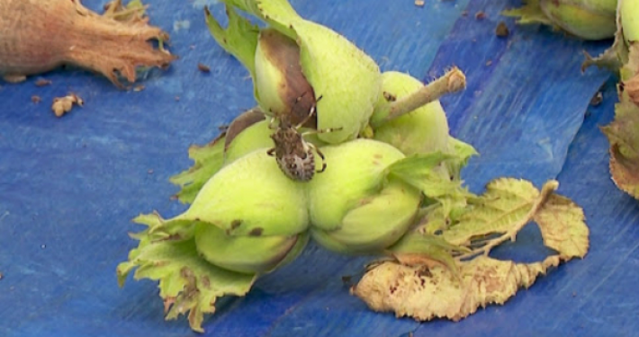 ფაროსანა გააქტიურდა – ამინდის ცვლილებასთან ერთად თხილის პლანტაციებში მავნებელი მომრავლდა