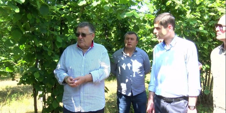 გიორგი ხანიშვილი – საქართველოს აქვს პოტენციალი მსოფლიო ბაზარზე დაიმკვიდროს მნიშვნელოვანი ადგილი, როგორც თხილის ექსპორტიორმა