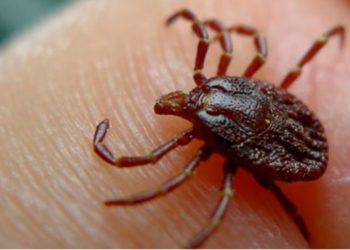 შიდა ქართლში ყირიმ-კონგოთი 53 წლის კაცი დაავადდა