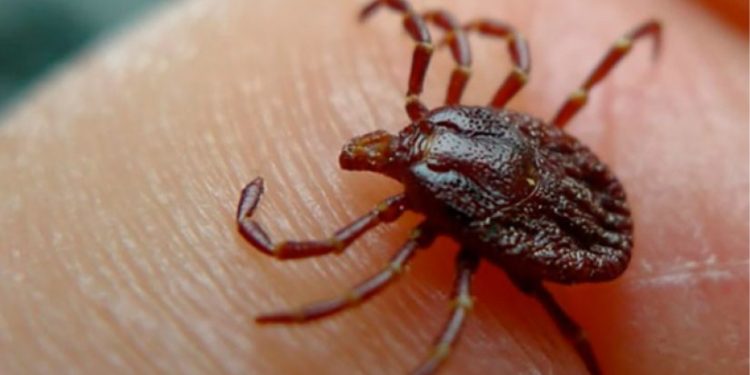 შიდა ქართლში ყირიმ-კონგოთი 53 წლის კაცი დაავადდა