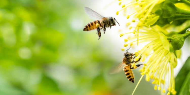 “თუ ფუტკარმა, კრაზანამ ან ბზიკმა გიკბინათ…” – ბიძინა კულუმბეგოვის გაფრთხილება