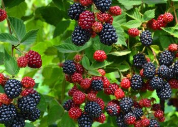 ტყეში 1 კგ არამერქნული რესურსების მოპოვებაზე მოსაკრებელი 1 თეთრი იქნება – დარგი ახალ წესს აფასებს