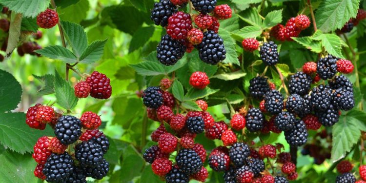 ტყეში 1 კგ არამერქნული რესურსების მოპოვებაზე მოსაკრებელი 1 თეთრი იქნება – დარგი ახალ წესს აფასებს