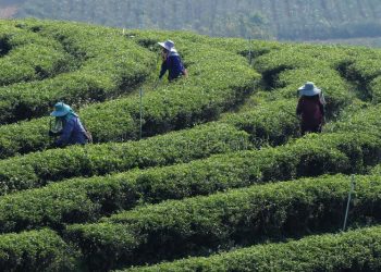 “წარმოებაში კადრების დეფიციტია, მიზეზი ემიგრაციაა” – ჩაის მწარმოებელი გურიიდან