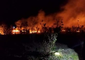 ხანძარი სამეგრელოში – ძველ აბაშაში თხილის ბაღები იწვის