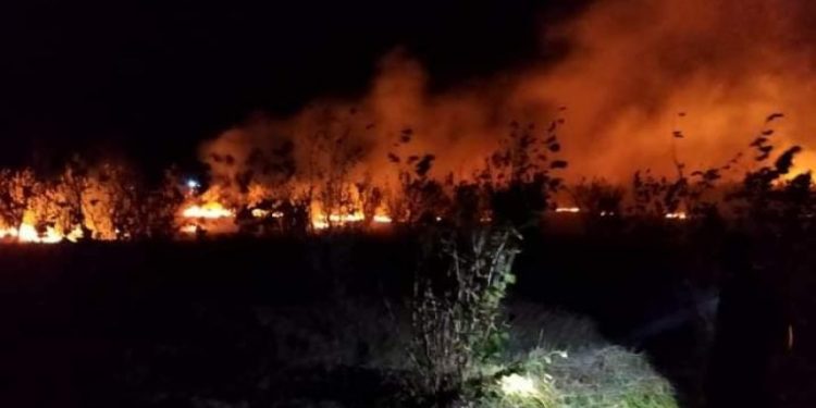 ხანძარი სამეგრელოში – ძველ აბაშაში თხილის ბაღები იწვის