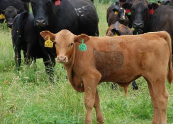 რა პირობებში უნდა ცხოვრობდნენ ხბოები – მთავრობამ ხბოს დაცვის რეგლამენტი მიიღო