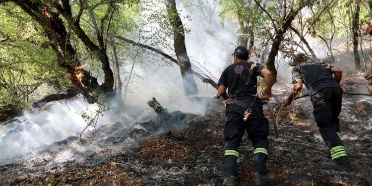 თბილისის მიმდებარედ, ტყის მასივებში გავრცელებული ხანძრები ლიკვიდირებულია
