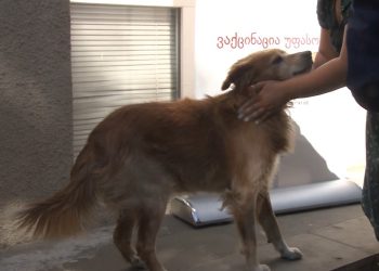 შინაური ცხოველების ვაქცინაცია ოზურგეთში