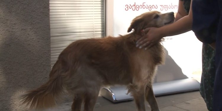 შინაური ცხოველების ვაქცინაცია ოზურგეთში