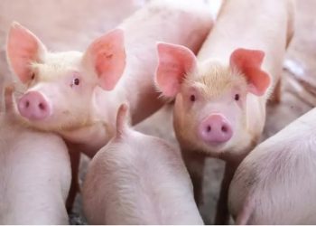 მთავრობამ „ღორების დაცვის მინიმალური მოთხოვნები“ დაამტკიცა