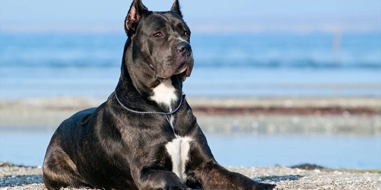 რა ახალი რეგულაციები შეიძლება შემოვიდეს აგრესიული ჯიშის ძაღლებთან მიმართებაში და რომელი ჯიშის ძაღლების გაწვრთნა იქნება აუცილებელი