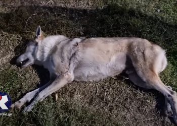 რუსთავში მგელმა ქალი დაკბინა (+ვიდეო)