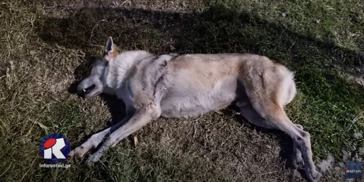 რუსთავში მგელმა ქალი დაკბინა (+ვიდეო)