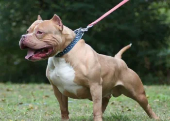 შესაძლოა კონკრეტული ჯიშის ძაღლების გამრავლება აიკრძალოს , აგრესიული ჯიშის ძაღლის გასეირნების ახალი უფლებები