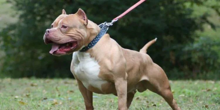 შესაძლოა კონკრეტული ჯიშის ძაღლების გამრავლება აიკრძალოს , აგრესიული ჯიშის ძაღლის გასეირნების ახალი უფლებები