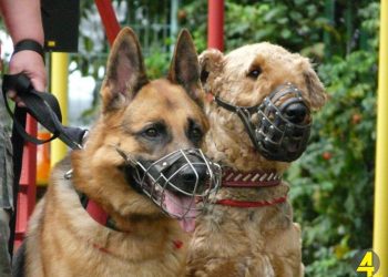 რამდენით დაჯარიმდებით თუ კი ძაღლს საბმელის და ალიკაპის გარეშე გაასეირნებთ