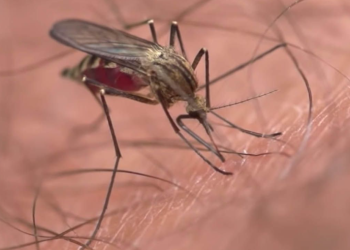 სამხრეთ ოსეთში აქამდე უცნაური დაავადება გამოჩნდა, რომლის მიმართ წამალი არ არსებობს