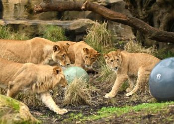 ავსტრალიის ზოოპარკის გალიიდან 5 ლომი გაიპარა