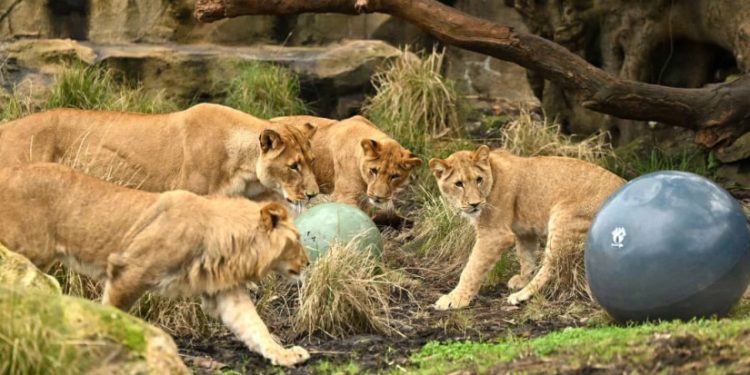 ავსტრალიის ზოოპარკის გალიიდან 5 ლომი გაიპარა