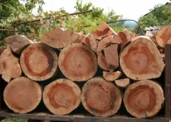 როდემდე შეეძლება მოსახლეობას ტყეში სათბობი შეშის მოპოვება შესაბამისი ბილეთის საფუძველზე