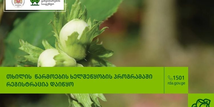 თხილის წარმოების ხელშეწყობის პროგრამაში რეგისტრაცია დაიწყო