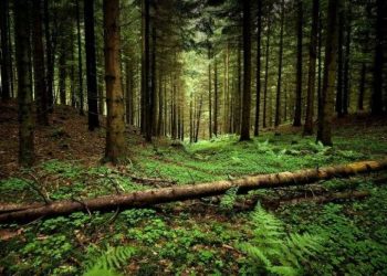 ბორჯომის ტყეში კაცი გარდაიცვალა