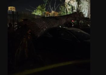 თბილისში, ლორთქიფანიძის ქუჩაზე ძლიერმა ქარმა ხეები წააქცია