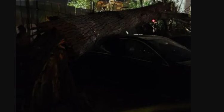 თბილისში, ლორთქიფანიძის ქუჩაზე ძლიერმა ქარმა ხეები წააქცია