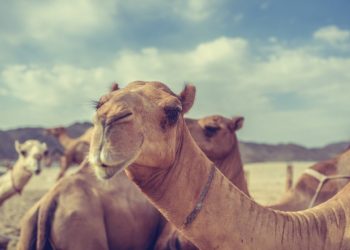 „აქლემის გრიპი“ – სამედიცინო სფეროს ექსპერტები საზოგადოებას აფრთხილებენ