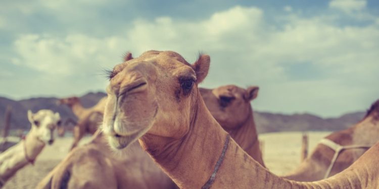 „აქლემის გრიპი“ – სამედიცინო სფეროს ექსპერტები საზოგადოებას აფრთხილებენ