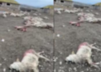 დედოფლისწყაროში საძოვრებზე მგლებმა ღამით 100 სულზე მეტი ცხვარი დაგლიჯეს