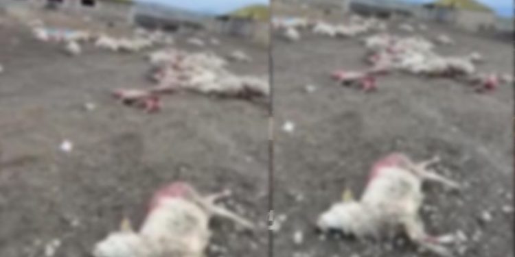 დედოფლისწყაროში საძოვრებზე მგლებმა ღამით 100 სულზე მეტი ცხვარი დაგლიჯეს